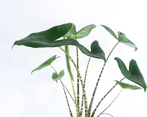 All Occasions, Alocasia Zebrina Rare Zebra Plant for Home, Bedroom, Kitchen and Living Room, Perfect for Clean Air, Delivered Next Day Prime