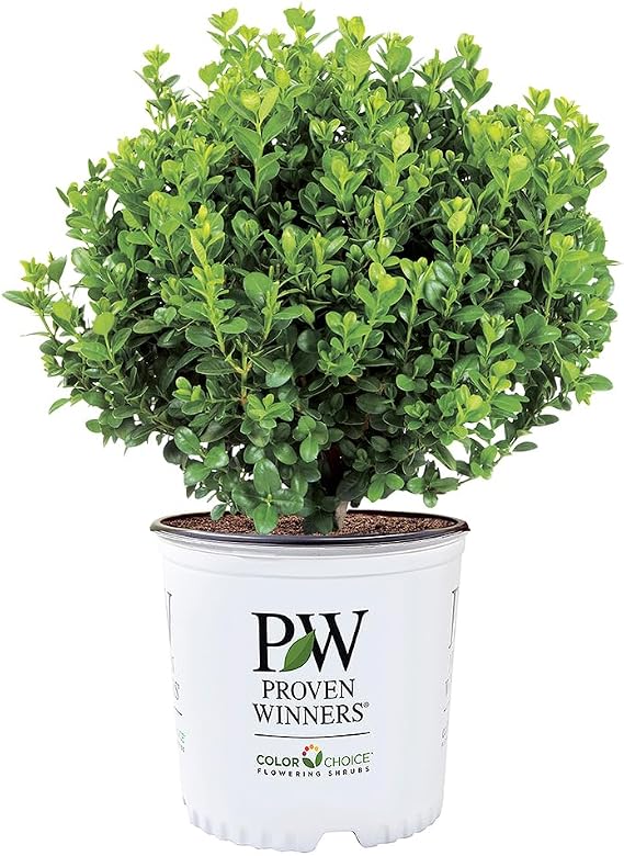 Proven Winners 1 Gal. Neatball Boxwood Shrub