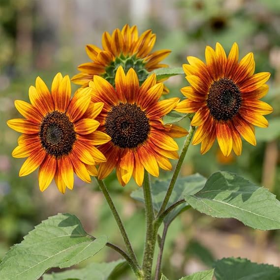 Sunflower Moonwalker Seeds – Multi-Stem Tall Sunflower Variety – Bright Yellow Blooms with Dark Centres – Ideal for Borders & Cut Flowers – Summer Flowering Annual