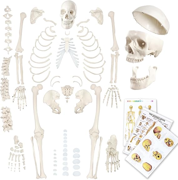 Disarticulated Human Skeleton Model for Anatomy 67 inch High, Full Size | EVOTECH SCIENTIFIC Skeleton Models with Skull, Spine, Bones, Articulated Hand & Foot, for Anatomy Medical Learning