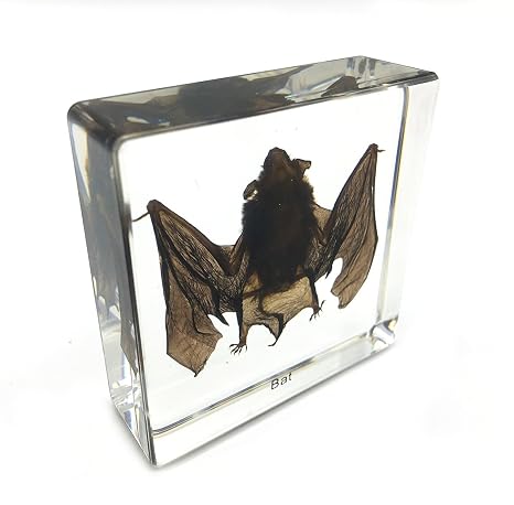 Real Bat Specimens Science Classroom Specimen for Science Education