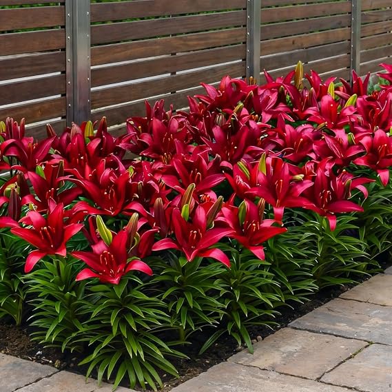 Lilies Onions Hardy Perennial - Border Red Lily Collection