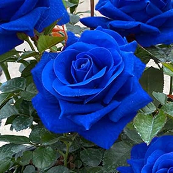 Unique Rose Bulbs for Planting Now UK Ornamental Perennial Greening Flower Natural Organic Excellent Good for Containers Cold-Resistant Easy Plant Display-2bulbs-A