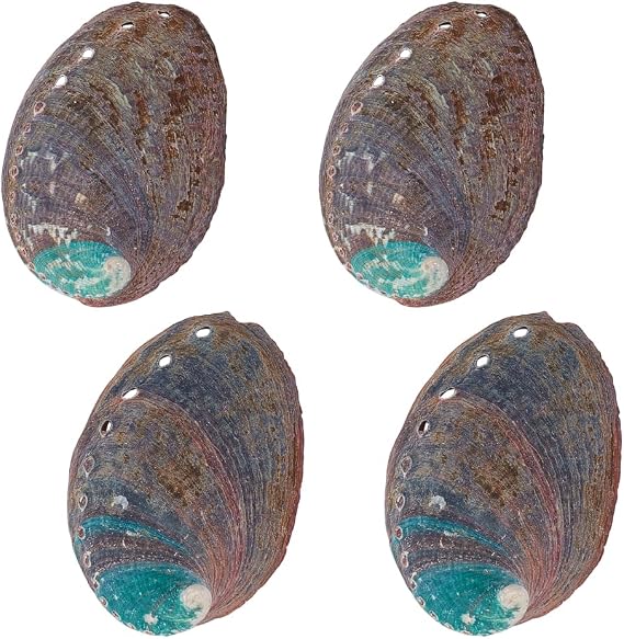 AHANDMAKER 4 PCS Large Abalone Shell 3.5 Inch Natural Abalone Shell Beautiful Smudge Bowl for Smudge Sticks, Furniture Decoration and Shell Art Crafts