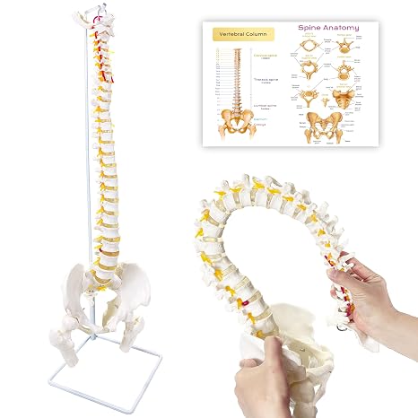 Spine Model 34.6" Life Size Spinal Cord Model, Flexible Human Spine Model, Anatomical Model with Vertebrae, Nerves, Arteries, Lumbar Column, and Male Pelvis for Science Education & Patient Education