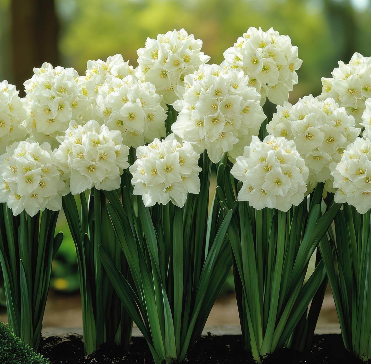 Paperwhite Bulbs for Growing - Fast Flowering Indoor Blooms - Top Size Bulbs 20 Bulbs