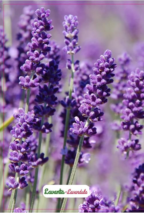 Lavender Flower Seed