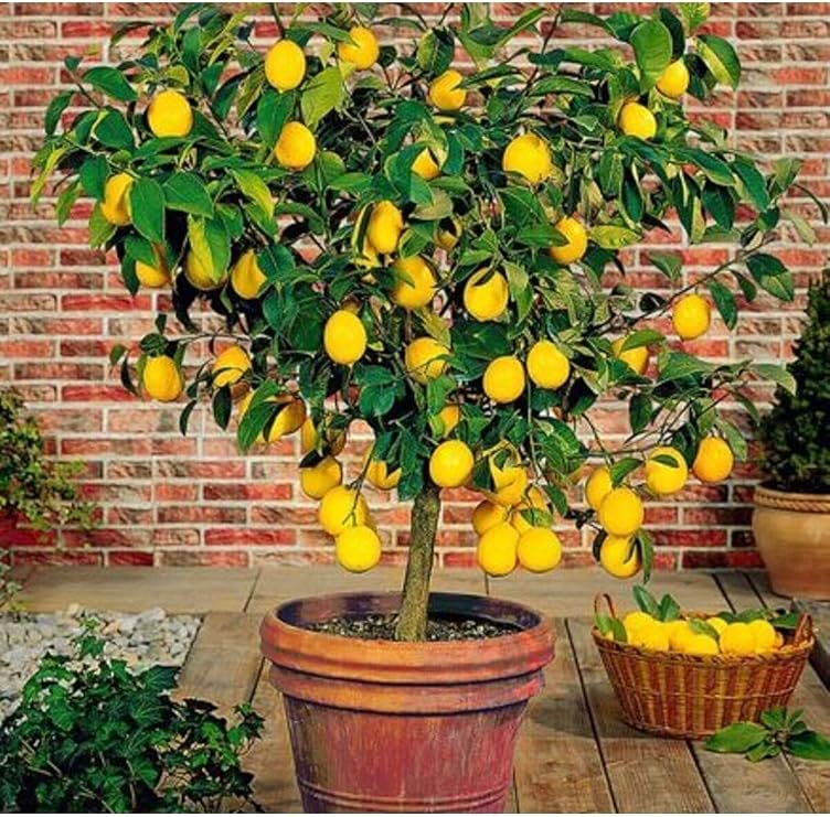 Gardenbox Saksılı Bodur Limon Fidanı, 2 Yaş, Meyve Veren Mayer Limon Ağacı