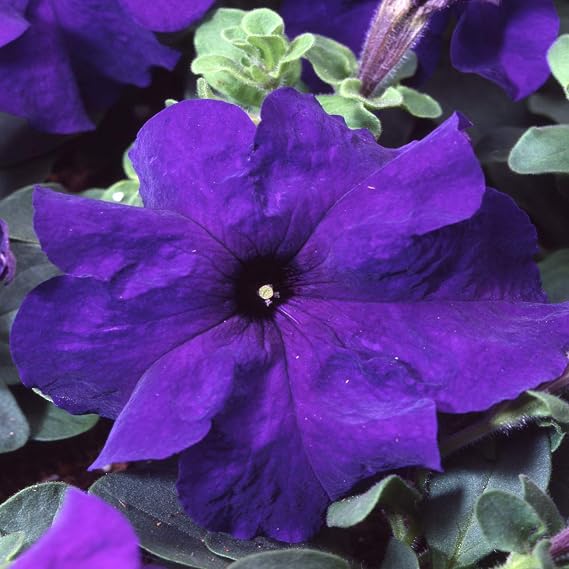 Generic Fresh 200 Pcs Petunia Flower Seeds for Planting Blue