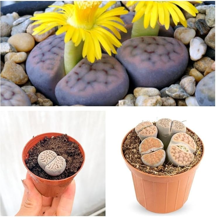 Gardenbox Taş Kaktüs Lithops Özel Tür, 5.5 Saksıda