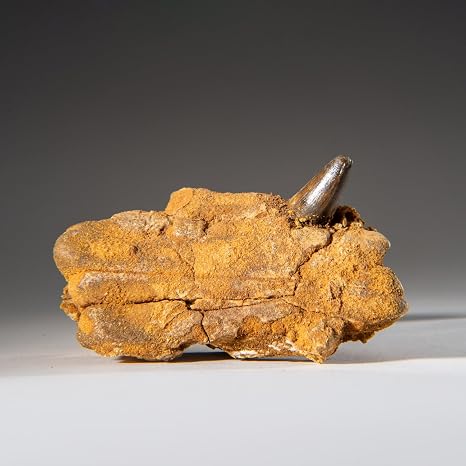 Genuine Mosasaur Tooth in a Fossilized Jaw Bone