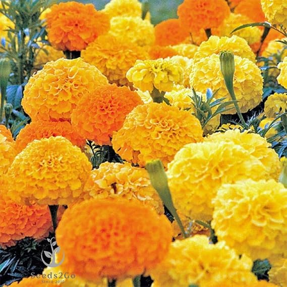 African Marigold 'Crackerjack Mix' Seeds, Over 2,000 Seeds by Seeds2Go
