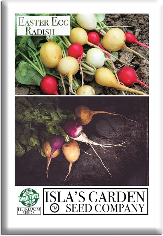 Easter Egg Radish Seeds (Raphanus sativus) 250+ Non GMO & Heirloom Seeds by Islas Garden Seeds, Colorful Fast-Growing Roots for Spring Planting, Crisp Mild Flavors, Ideal Kitchen Garden Gift Idea