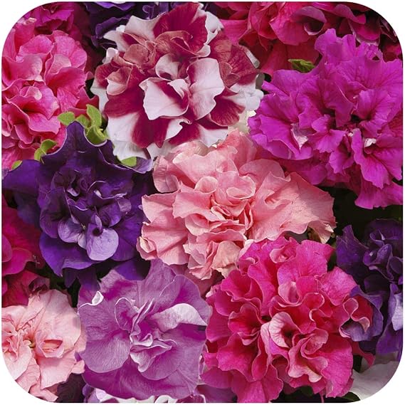 Petunia Double Duo Mixed Mini Plug Plants x 24 for Potting On by Growtanical®