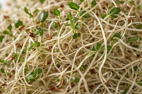 Organic Microgreens Sprouting Alfalfa Vegetable Seeds - Easy Quick Growing - Approx. 4000 Seeds