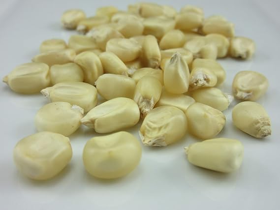 1206-Giant Goliath Corn White (Zea Mays) Seeds by Robsrareandgiantseeds UPC0764425788591 Non-GMO,Organic,USA Grower,Farm,Showy,Open Pollinated,Silo,Ensilage,Tall,Competitions,1206 Package of 35 Seeds