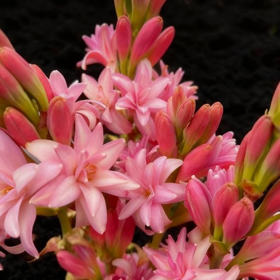 Perennial Tuberose Bulbs, Resilient Spectacular Flowers, Cut Flowers, Natural Organic, Greening Flower, Excellent Display-4 Bulbs-B