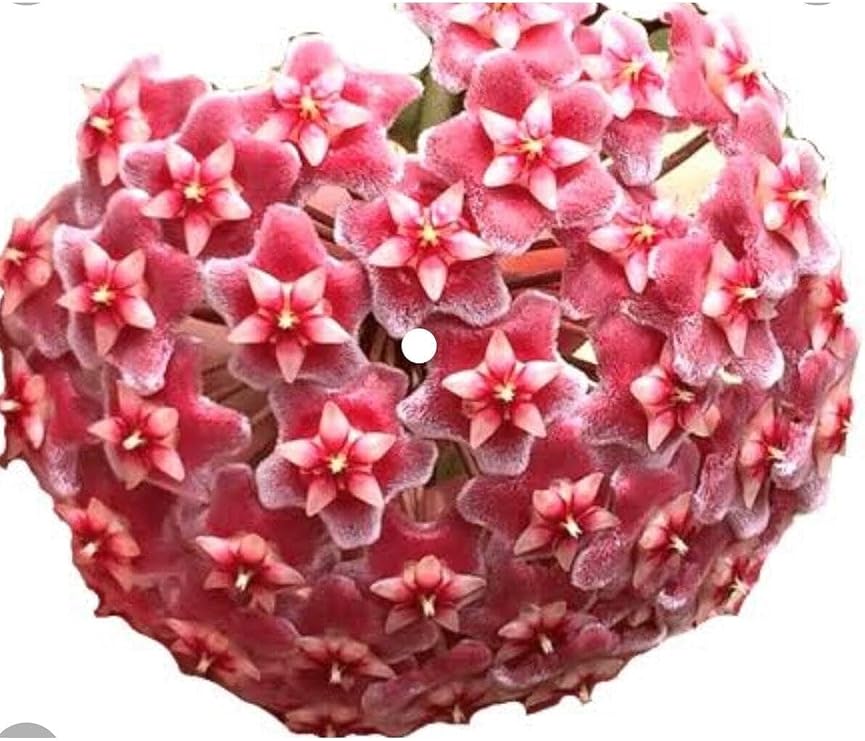 Hoya Pubicayx 1 Yaş 20-40 cm Kokulu Mum Çiçeği Bitkisi Koleksiyon