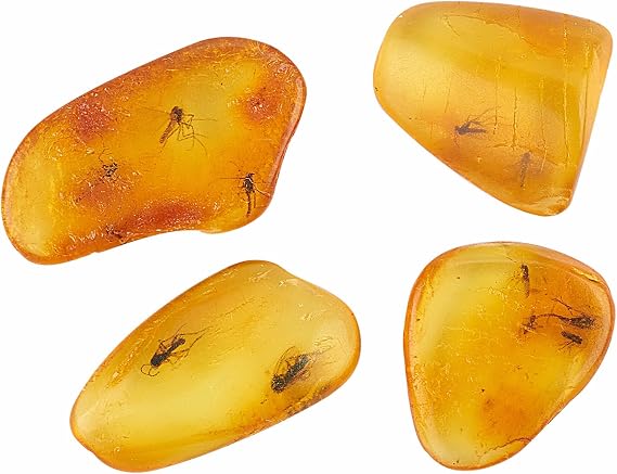 Baltic Amber Natural Fossil Insects - Four Sets, True Insect Samples - Science Classroom Science Education Animal Specimens (Two or More Insects Amber Fossils)