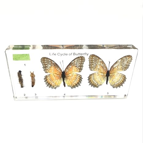Lifecycle of a Butterfly Paperweights Science Classroom Butterflies Specimens for Science Education