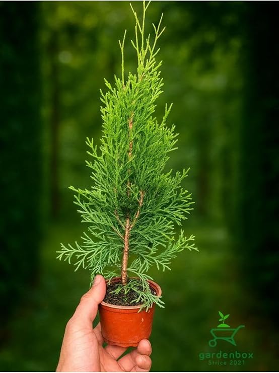 Gardenbox Smaragd Batı Mazısı Fidanı, Thuja Occidentalis Smaragd, 30-40 cm
