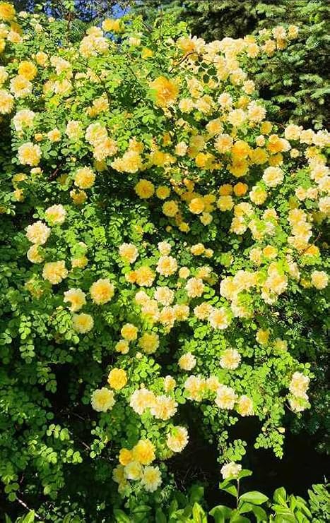 100PCS Yellow Climbing Rose Seeds Rare Non-GMO Heirloom Seeds