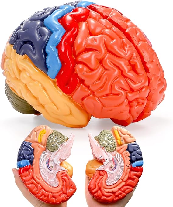 ZENFUN Life-Size Human Brain Anatomical Model, Color-Coded Partitioned Brain, 2 Parts, Anatomically Accurate Brain Model for Educational Settings Display Teaching Medical Model