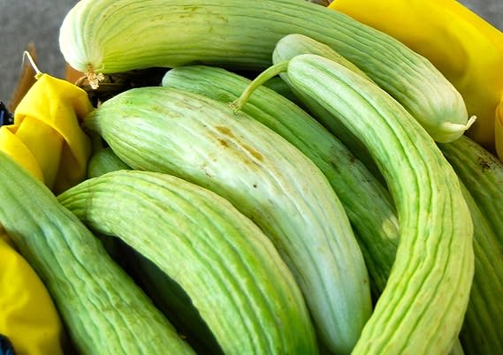 25 Herloom Armenian Cucumber Seeds by Stonysoil Seed Company