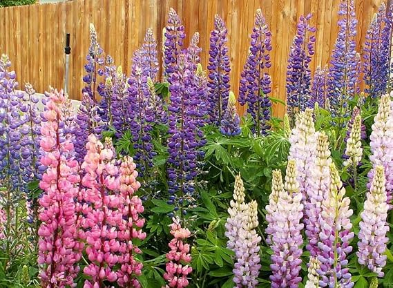 200 Russell Lupine Flower Seeds Lupinus polyphyllus Perennial - Premium Non-GMO, Open Pollinated, US Grown Seed, Always Fresh!