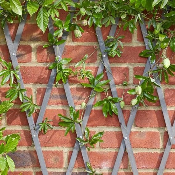 Garden Mile Grey Expandable Wooden Trellis Panel - Heavy Duty Outdoor Trellis for Climbing Plants, Weather Resistant Garden Fence Screening with Aluminium Rivets, Ideal for Patios, Balconies