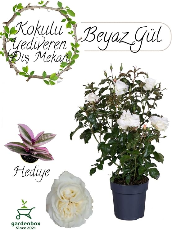 Gardenbox Canlı Beyaz Gül Fidanı Saksıda 30-50cm, Pembe Telgraf Çiçeği