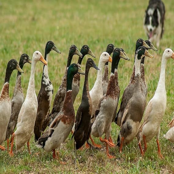 12 Fertile Duck Hatching Eggs FREE RANGE Healthy Mixed Crossed Breeds & Sizes