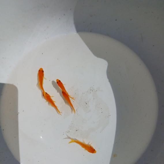Bio Meisuen Goldfish 5 Small Red Japanese Gold Coca