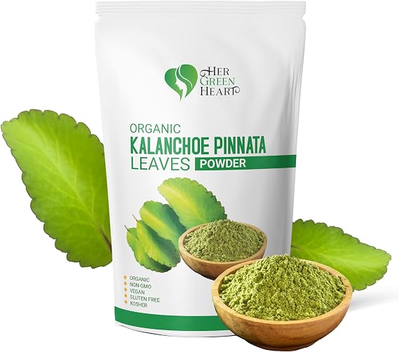 Kalanchoe Pinnata Leaves Powder Dried Healthy Leaves Powder Well Cleaned Leaf of Life