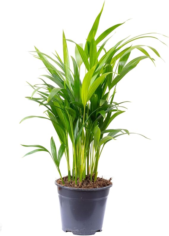 Golden Fruit Palm - Easy-Care Indoor Plant Areca Dypsis Lutescens - Height Approx. 55 cm Pot Diameter 14 cm