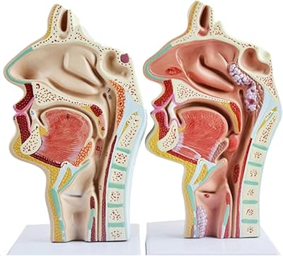 2 Pcs Human Nasal Cavity Oral Cavity Pharynx and Larynx Anatomical Model, Median Broken Section Hypopharyngeal Cavity Otolaryngology Model Throat Anatomy Model - Human Anatomical Nasal
