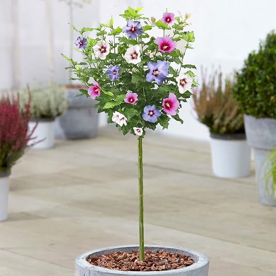 Hibiscus Tricolour Tree | Potted Deciduous Ornamental Trees for Small Gardens | Standard Stem Lollipop Tree | Outdoor Garden Plants (70-80cm (Incl. Pot))