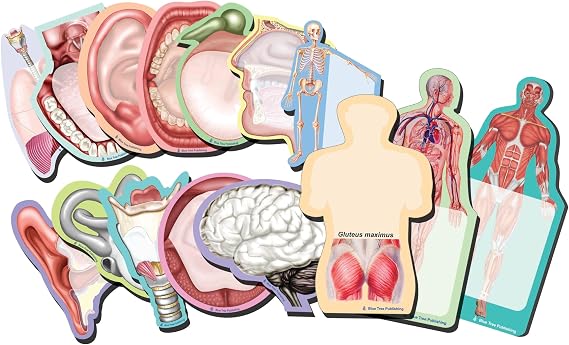 Anatomy Sticky Notes Collection, 15 Pack-100 Sheets Per Pack