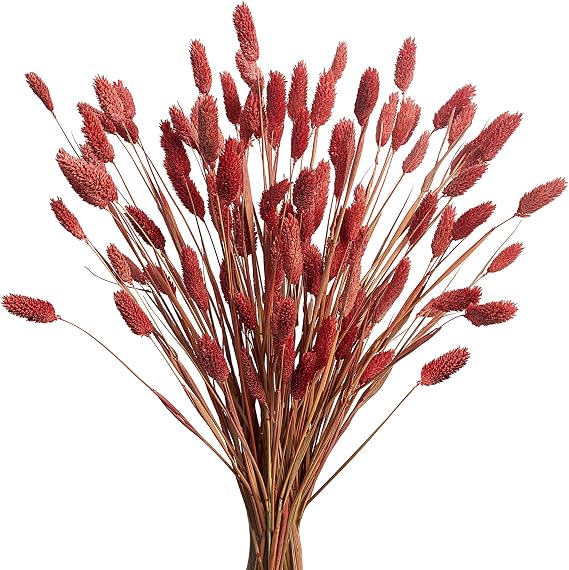 120pcs Fall Burnt Orange Bunny Tails Dried Flowers,17" Dried Natural Bunny Tails Fluffy Orange Pampas Grass Decor Lagurus Ovatus Boho Flower Arrangements for Fall Home Decor Wedding