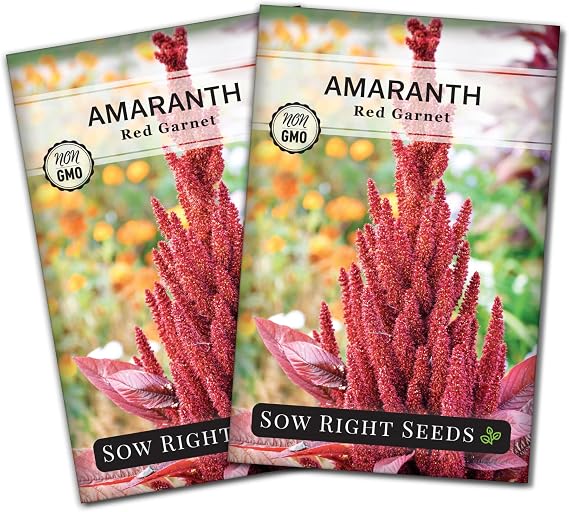 Sow Right Seeds- Red Garnet Amaranth Seed for Planting Amaranthus Grain 2pk