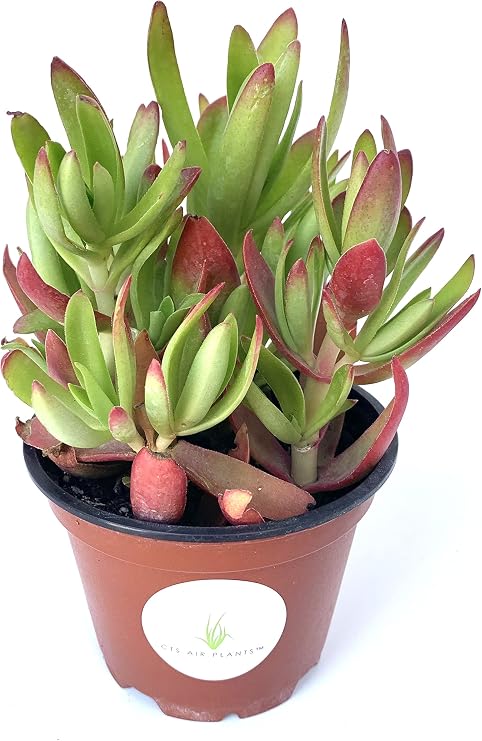 Campfire Succulents Crassula Rooted in 4" Pot