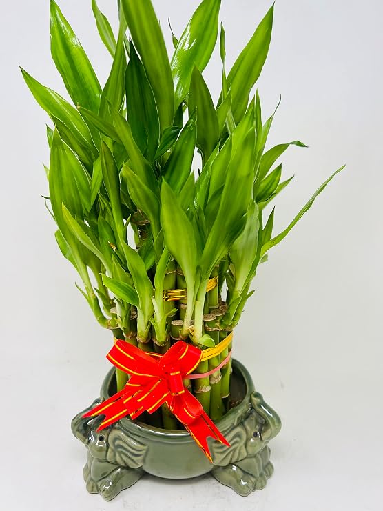 Lucky Bamboo Tower in Decorative Elephant Pot (Twin Elephants) Unique from Jmbamboo