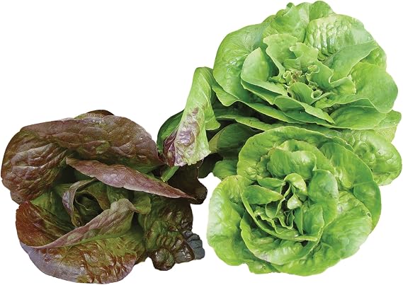 Burpee Bibb Blend Lettuce Seeds 500 seeds
