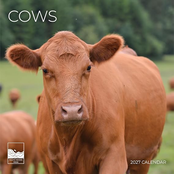 Cows 2027 Wall Calendar, 12 x 24 Hanging Pacific Waters Press