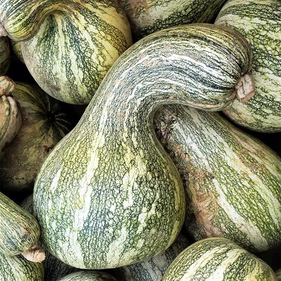 TomorrowSeeds - Green Striped Cushaw Seeds - 40+ Count - for 2026 Planting USA Garden Vegetable Southern Kershaw Pumpkin Winter Squash Gourd Silver Non-GMO Grow Your Own Home Farm Patio Healthy