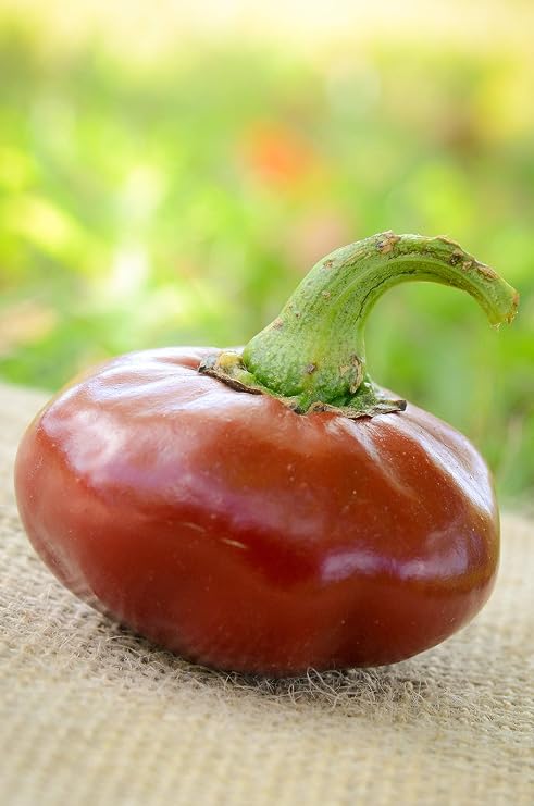 Nora Basque Heirloom Pepper Premium Seeds for Planting Packet + More