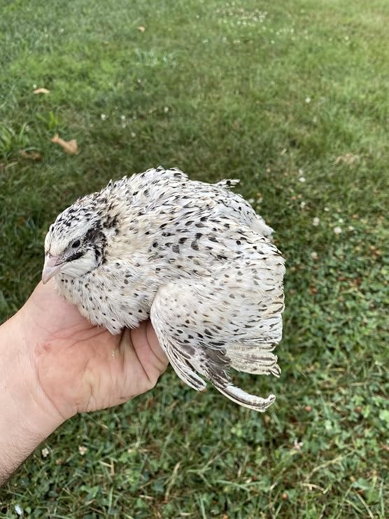 FPS Twenty + Mix Pearl & Pansy Fee Coturnix Quail Hatching Eggs by Fox Peak Outdoor Supply LLC. (20)