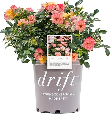 Drift 2 Gal. Peach Rose Shrub