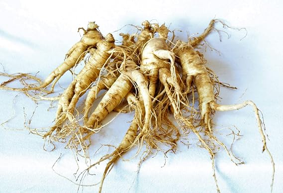 Dairyland Management Premium Ginseng Rootlets for Planting - Pack of 20 (2 Year Old Roots), Transplants for Home Gardening
