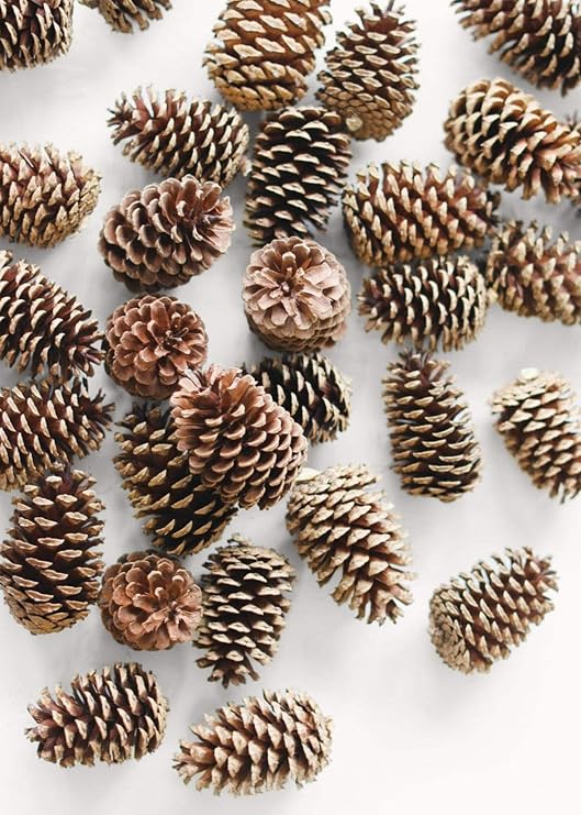 Afloral Box of 100 Natural Pine Cones - 2-6"